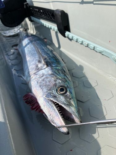 サワラの釣果