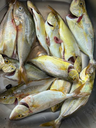 ショゴの釣果