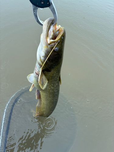 ナマズの釣果