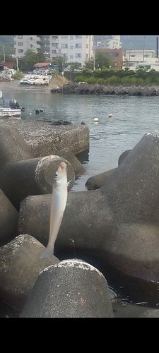 シロギスの釣果
