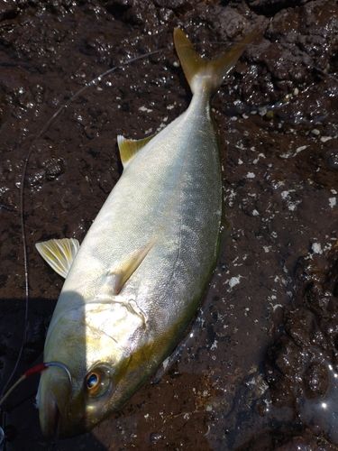 ネイリの釣果