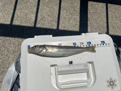 シロギスの釣果