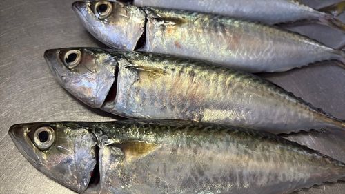 サバの釣果