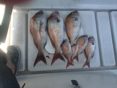 マダイの釣果