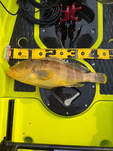 アオハタの釣果