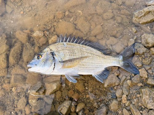 ミナミクロダイの釣果