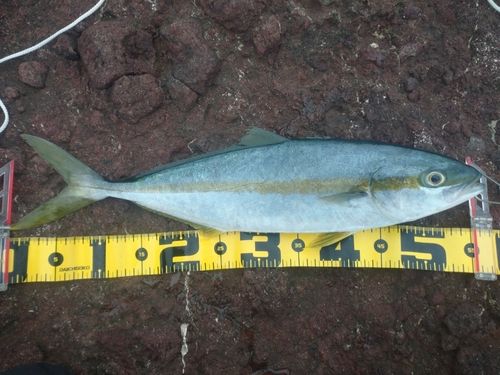 ヒラマサの釣果