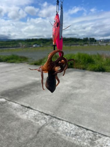 タコの釣果