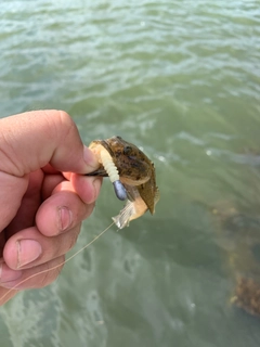 ハゼの釣果