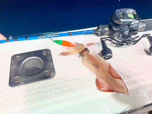 ケンサキイカの釣果