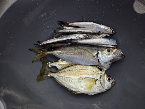 ヒイラギの釣果