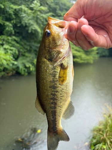 ラージマウスバスの釣果