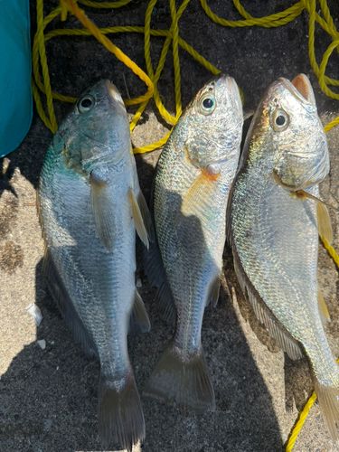 イシモチの釣果
