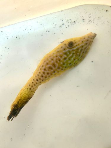 ソウシハギの釣果