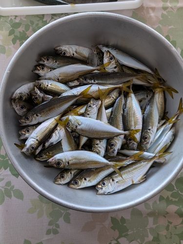 アジの釣果