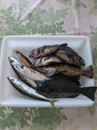 オナガグレの釣果