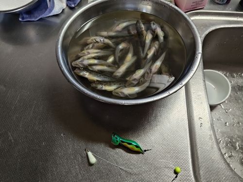 ハゼの釣果