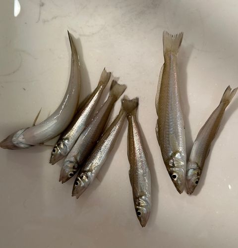 キスの釣果