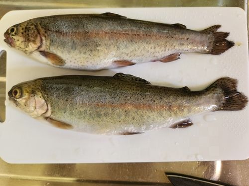 ニジマスの釣果