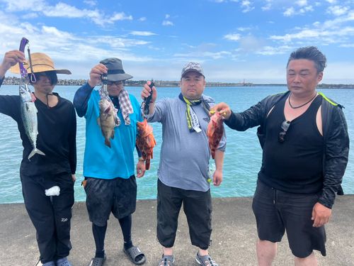 メバルの釣果