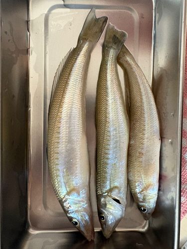 キスの釣果