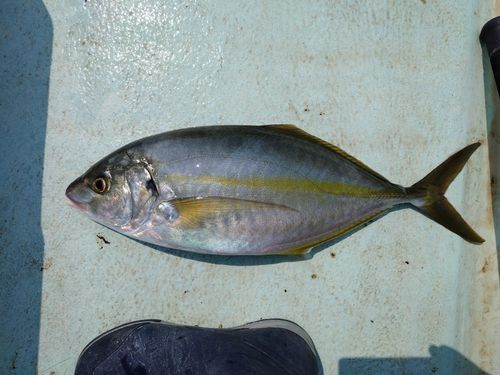 シマアジの釣果