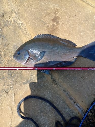 メジナの釣果