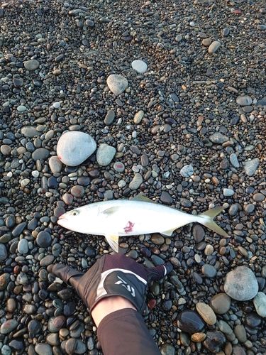 ツバスの釣果