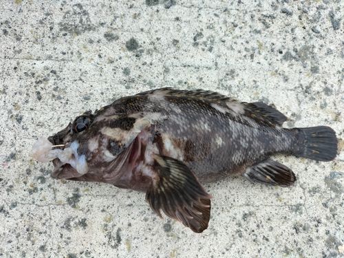オウゴンムラソイの釣果