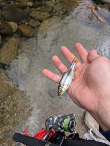 カワムツの釣果