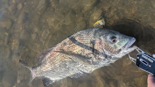 チヌの釣果