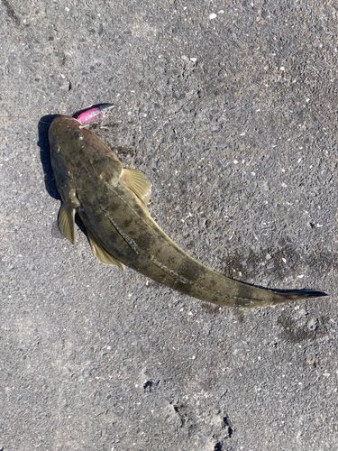 マゴチの釣果