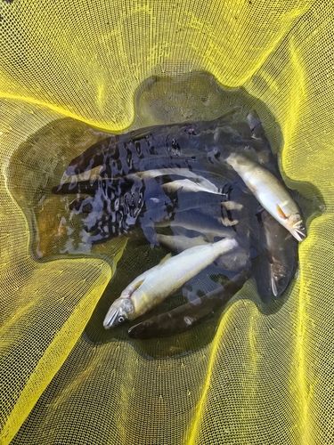 アユの釣果
