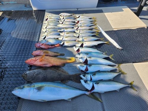 ハマチの釣果