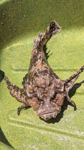 オニオコゼの釣果