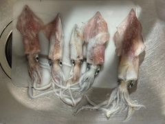 ヤリイカの釣果
