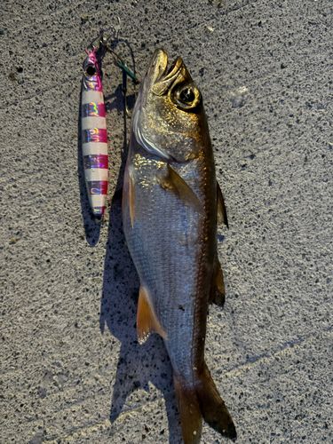 クロムツの釣果