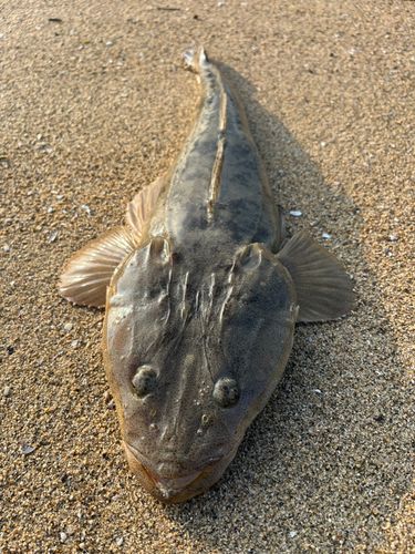 コチの釣果