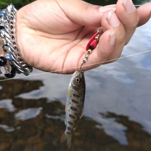 ヤマメの釣果
