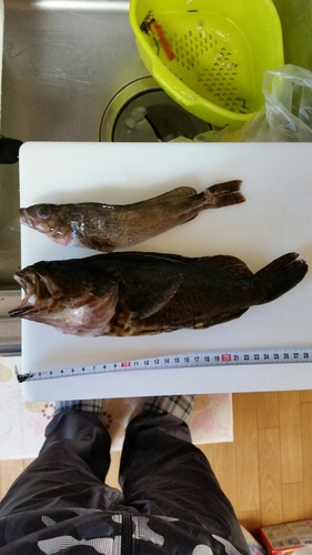 タケノコメバルの釣果