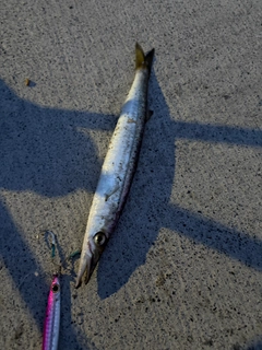 カマスの釣果