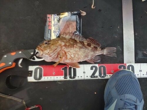 カサゴの釣果