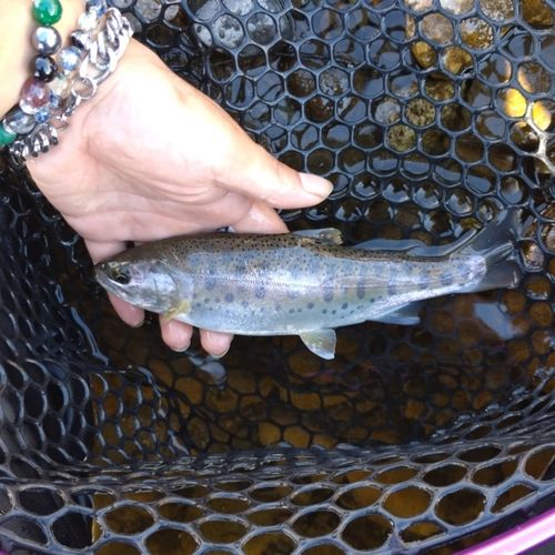 ヤマメの釣果