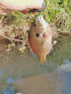 ブルーギルの釣果