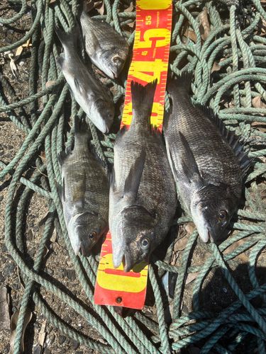 チヌの釣果