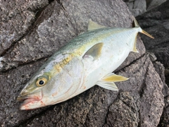 イナダの釣果