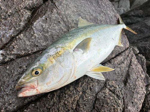イナダの釣果