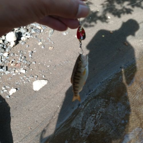 ニジマスの釣果
