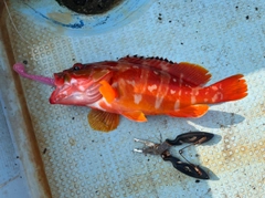 アカハタの釣果