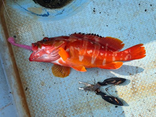 アカハタの釣果